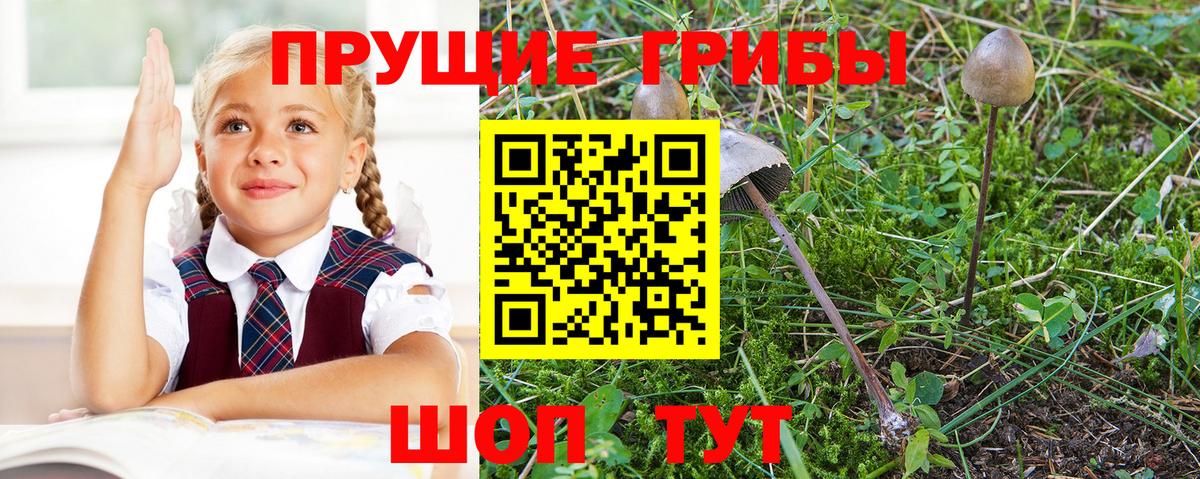 Галлюциногенные грибы Psilocybe Майкоп